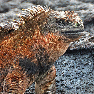 Galapagos - Isabela - Marine iguana